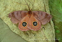 JCGM00452 Automeris sp..jpg