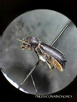 WR012 004 Amphicerus cornutus.jpg