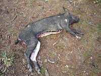 GAAF002 Sus scrofa.jpg