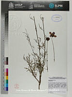 JAdNV0153 Cosmos bipinnatus.JPG