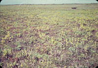 FGM1807 Matamoros, Tamaulipas.JPG