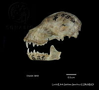 LESS 0357 Artibeus hirsutus.JPG