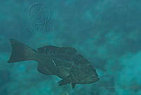 IDG1714 Serranidae.jpg