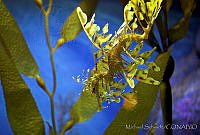 MS0155 Phycodurus eques.jpg