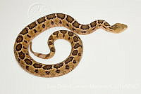 LBCM028 Crotalus ravus.jpg