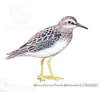 MAPM0874 Calidris minutilla.jpg