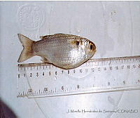JMHS0023 Mugil curema Mugil curema.jpg