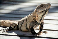 IMDOC6033 Ctenosaura similis.jpg