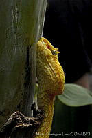 MDL0073 Bothriechis schlegelii.jpg