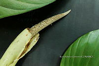 Yolox 953 Philodendron inaequilaterum.jpg