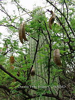 OTVBK029 0044 Acacia purpusii.jpg