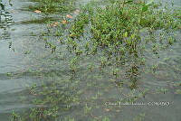 FN005 5 058 Batis maritima.jpg