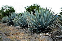 RG019 0340 Agave americana.jpg