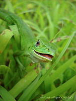 JEV01 Ctenosaura pectinata.jpg