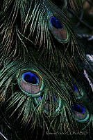 XP04 Pavo cristatus.jpg
