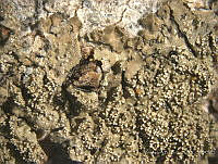 ABP171 Physcia lopezii.jpg