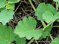 MEGA 0620 Boerhavia coccinea.JPG