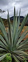 RG019 0112 Agave angustifolia.jpg