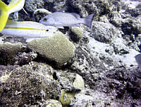 JDCB0210 Siderastrea siderea.jpg