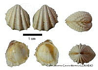 KT014 0393 Trigoniocardia granifera.JPG