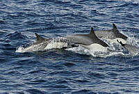 CNS0310 Delphinus delphis.jpg