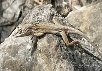 RCF0002 Anolis nebulosus.jpg