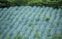 ARS00019 Agave angustifolia.jpg