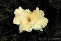AKL0024 Hydnum umbilicatum.jpg