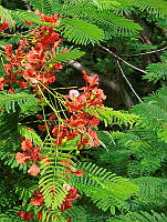 CGL0821 Delonix regia.jpg