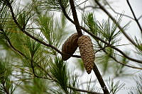 LRP1397 Pinaceae.jpg