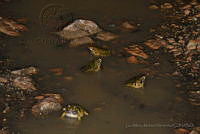 LAMH013 Smilisca baudinii.jpg