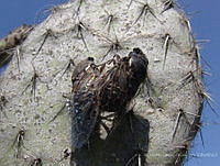 OOG0168 Cracidae.jpg