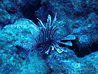 CGG1022 Pterois volitans.JPG