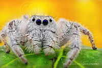 MJLL001 Paraphidippus fartilis.jpg