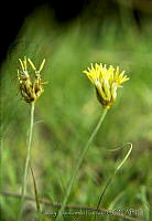 3853 Abildgaardia mexicana.jpg