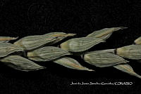 Teocintle 144 Zea luxurians.jpg