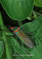 JBV029 Coreidae.JPG