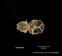 LESS 0452 Parastrellus hesperus ssp. hesperus.JPG