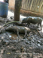 ZG018 0146 Sus scrofa.jpg