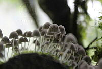 JFAC04 Coprinellus disseminatus.jpg
