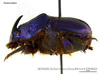 SAZH0505 Phanaeus palliatus.jpg