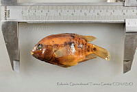 RQTG1223 Herichthys carpintis.jpg