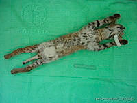 NGR0053 Lynx rufus.jpg