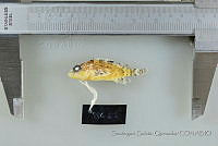 SGQ0668 Scorpaenodes xyris.jpg