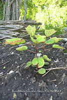 SG019 0298 Hibiscus sabdariffa.jpg