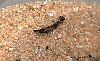 KT014 0400 Felimare agassizii.JPG