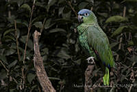 MASM06310 Amazona farinosa.jpg