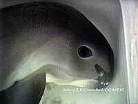 NBA0021 Phocoena sinus.jpg