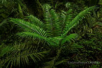 EGP0433 Ceratozamia mexicana.JPG
