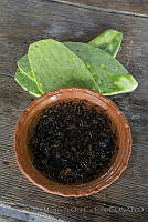 IMDOC3392 Thasus gigas.JPG